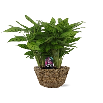 Calathea 12cm Mand Sabella leopardina p12