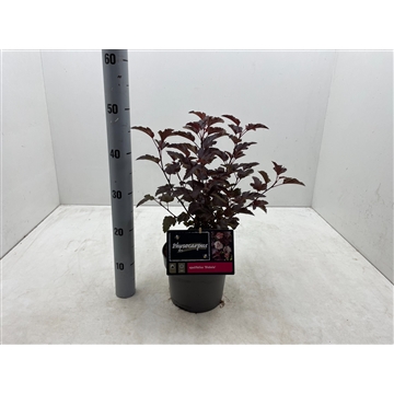 Physocarpus opulifolius &#39;Diabolo&#39; C3