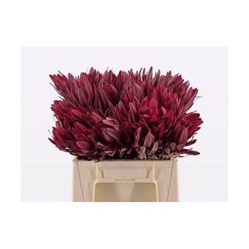 leucadendron jester 40