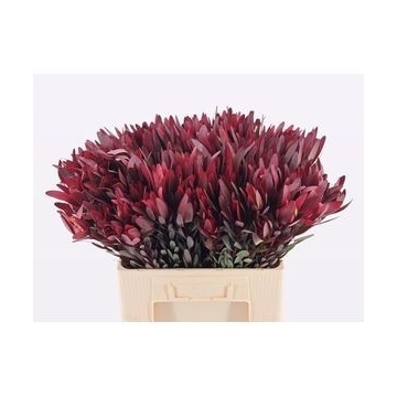 leucadendron jester 80