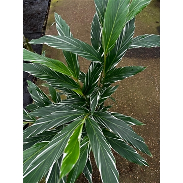 Calathea 19cm Alpinia Variegata