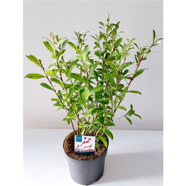 Salix Mount Aso bush p17 (ASOBUSH) - FloraXchange
