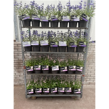Caryopteris x clandonensis Mix C3