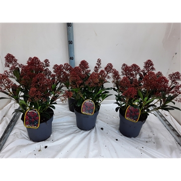 Skimmia jap. Rubinetta