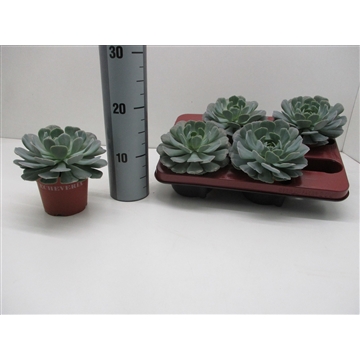 Echeveria Runyonii