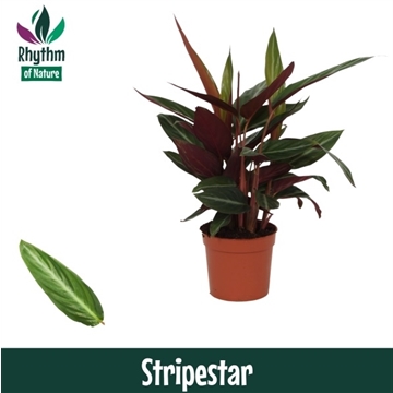 Calathea 12cm Stripestar Rhythm of Nature