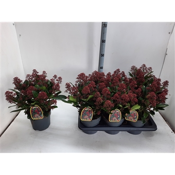 Skimmia japonica Rubella (kopie)