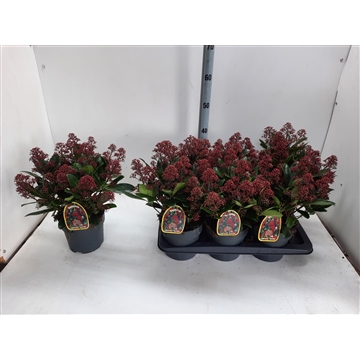 Skimmia jap. Rubella