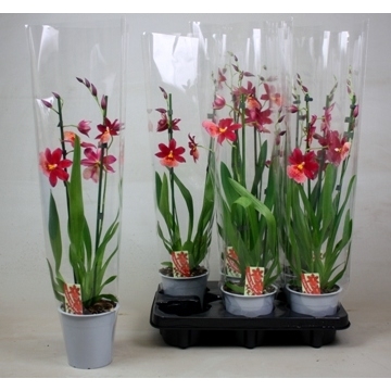 Cambria Nelly Isler 2T12+