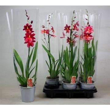 Cambria Nelly Isler 1T10+