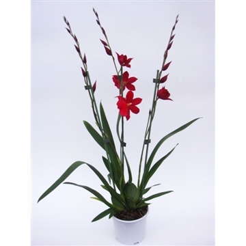 Cambria Nelly Red Velvet 3T24+