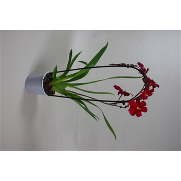 Cambria Cascade Nelly Red Velvet 1T