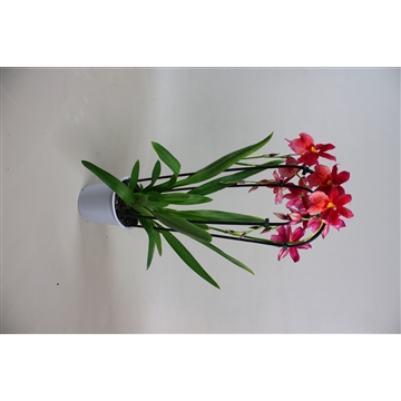 Cambria Cascade Nelly Red Velvet 2T