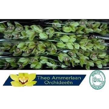 Mistery Green 80