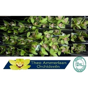 Groene Hans 60