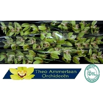 Groene Hans 80