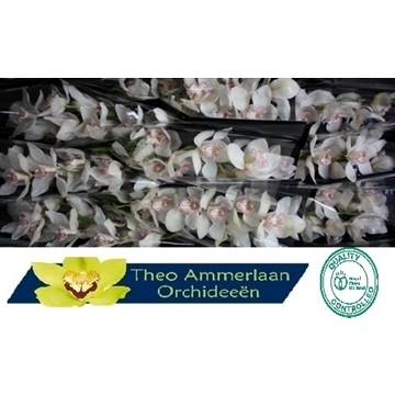 Ivory 60