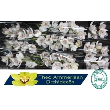 Fred nr.60 60