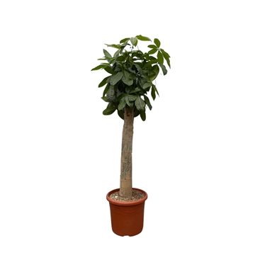 Wout (Pachira aquatica) 45cm