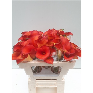 Zantedeschia Captain Odeon 50