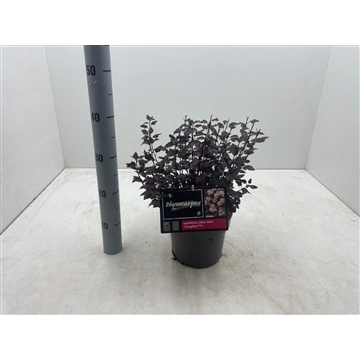 Physocarpus opulifolius &#39;Little Joker&#39; C3