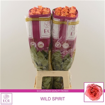 Rosa gr Wild Spirit