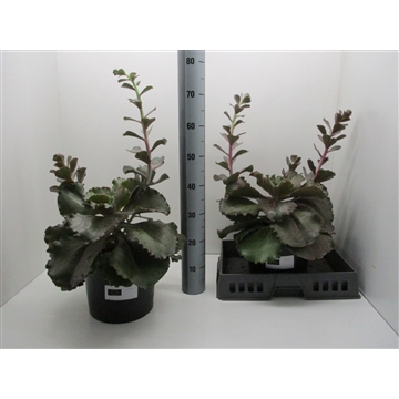 Echeveria Crenulata