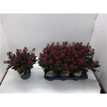 Skimmia jap. Rubella (kopie)