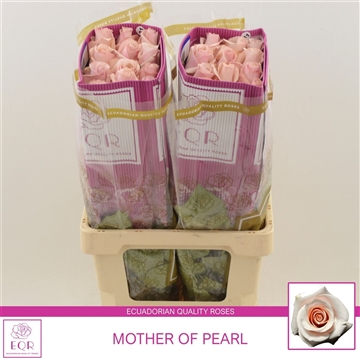 Rosa gr Mother Of Pearl