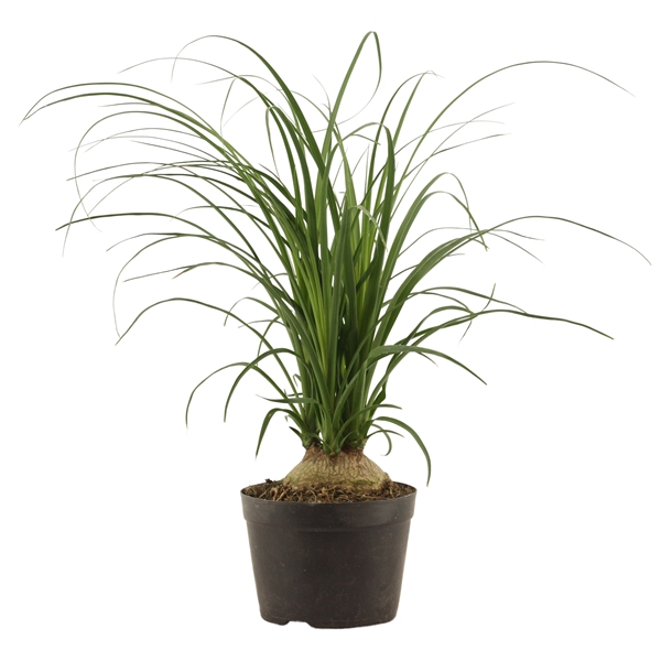 Beaucarnea Bol 14 Cm