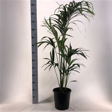 KENTIA - P24 H140 - 5PP - EcoLine (Howea forsteriana