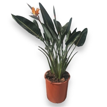 STRELITZIA REGINAE 3PP M-33