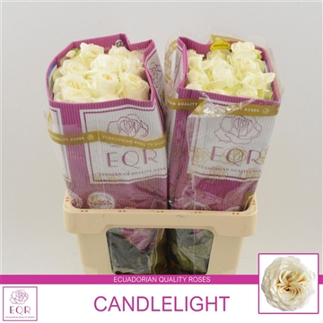 Rosa gr Candlelight Garden White