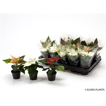 MIX-White/Cinnamon /Glitter Elvira Plants