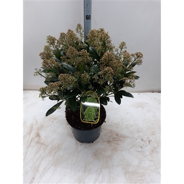 Skimmia j. &#39;Snow White&#39;