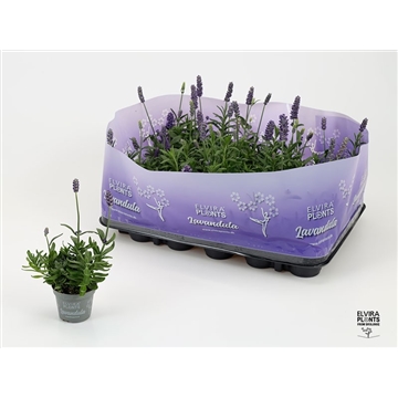 Elvira Blue Lavendula Mini  6cm