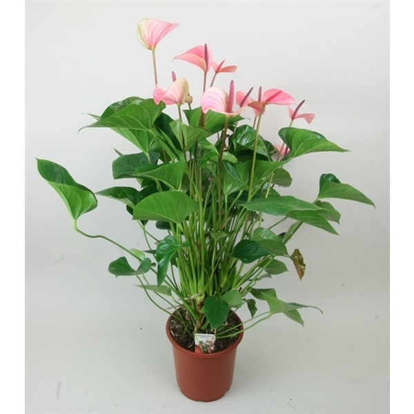Anthurium 'Summer Love' (45-A) - FloraXchange