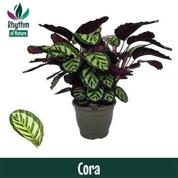 Calathea 32cm Cora Rhythm of Nature