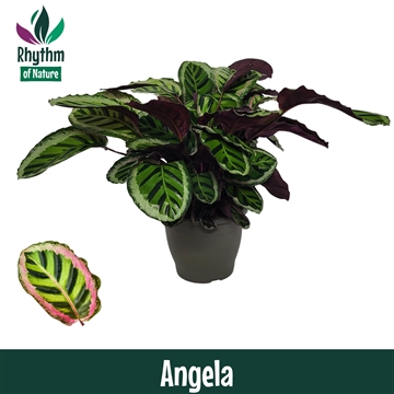 Calathea 32cm Angela Rhythm of Nature