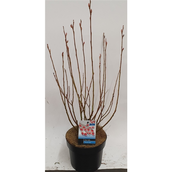 Salix Mount Aso bush p17 (ASOBUSH) - FloraXchange