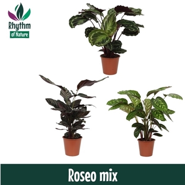 Calathea 19cm Rosea mix Rhythm of Nature zonder hoes