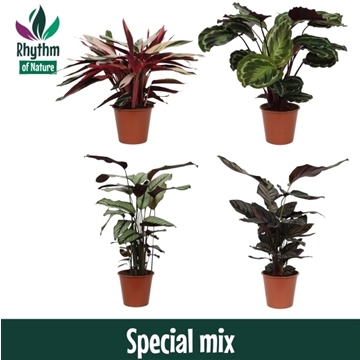 Calathea 19cm Special mix Rhythm of Nature zonder hoes