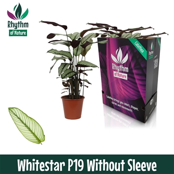 Calathea 19cm Whitestar Rhythm of Nature zonder hoes