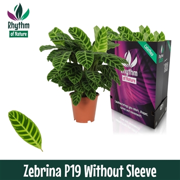 Calathea 19cm Zebrina Rhythm of Nature zonder hoes