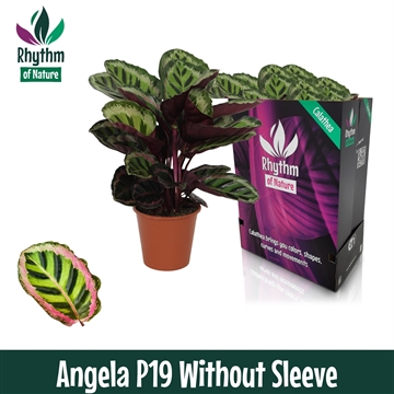 Calathea 19cm Angela Rhythm of Nature zonder hoes