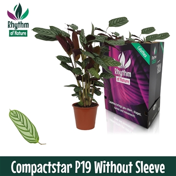Calathea 19cm Compactstar Rhythm of Nature zonder hoes