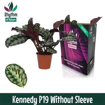 Calathea 19cm Kennedy Rhythm of Nature zonder hoes