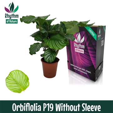 Calathea 19cm Orbifolia Rhythm of Nature zonder hoes