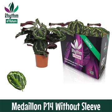 Calathea 14cm Medaillon Rhythm of Nature zonder hoes