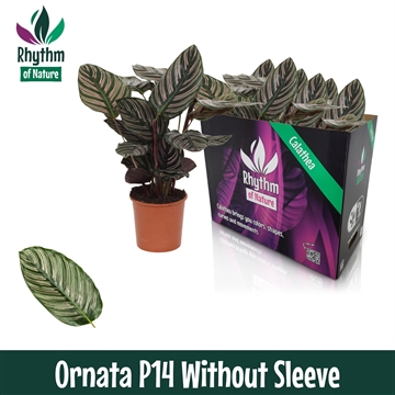 Calathea 14cm Ornata Rhythm of Nature zonder hoes